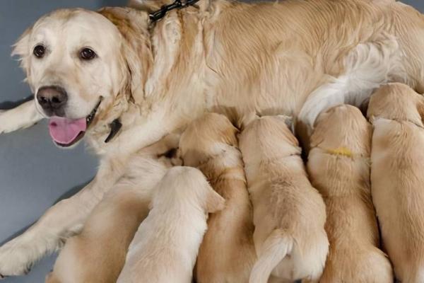 母狗为什么会咬小狗,可能是在训练小狗学习撕咬的本领