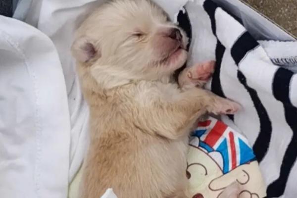 母狗为什么会咬小狗,可能是在训练小狗学习撕咬的本领