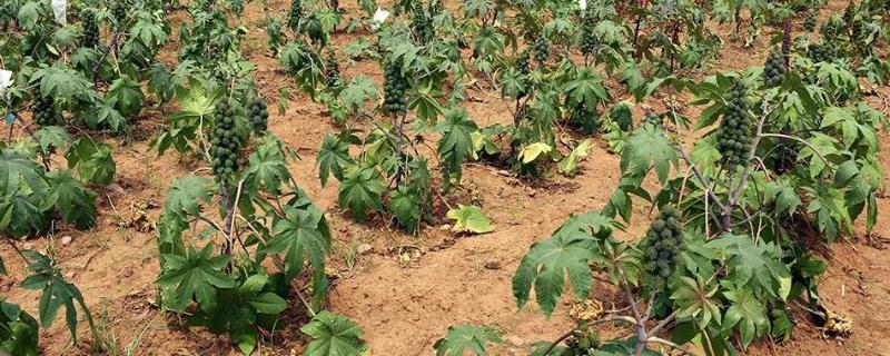 蓖麻种植后怎么管理