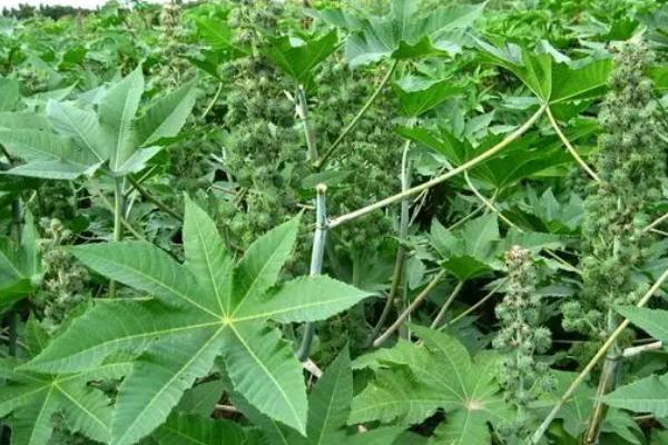 蓖麻种植后怎么管理,真叶达到一定数量时要剪去主茎的尖部