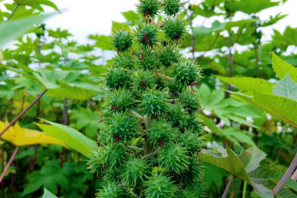 蓖麻种植后怎么管理,真叶达到一定数量时要剪去主茎的尖部