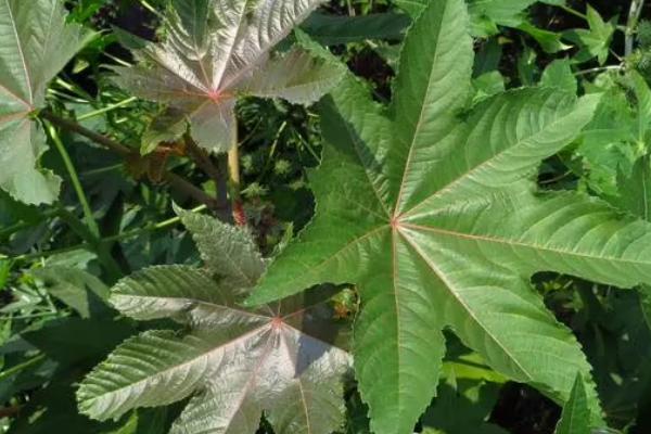 蓖麻种植后怎么管理,真叶达到一定数量时要剪去主茎的尖部