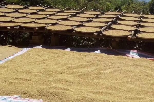 抛秧稻种子怎么处理,先晾晒1-2天、再浸种催芽