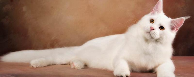 宠物猫如何办理猫证