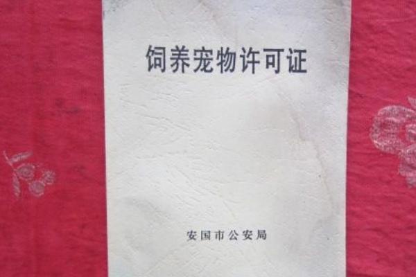 宠物猫如何办理猫证,可持身份证等相关证明前往派出所登记