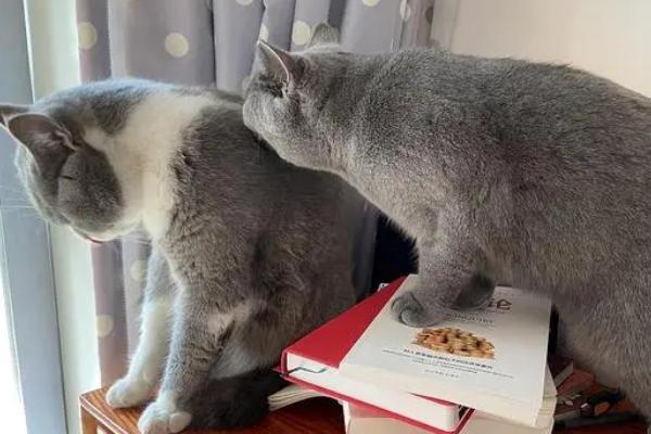 宠物猫如何办理猫证,可持身份证等相关证明前往派出所登记