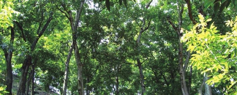 怎么利用山核桃进行人工造林