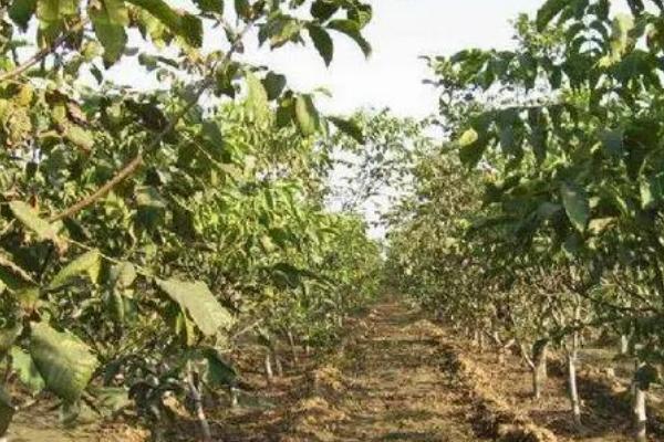 怎么利用山核桃进行人工造林,经过垦地后可定植二年生实生苗