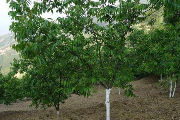 怎么利用山核桃进行人工造林,经过垦地后可定植二年生实生苗