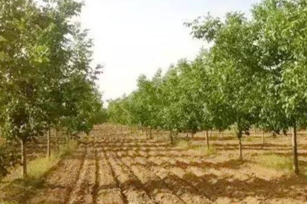 怎么利用山核桃进行人工造林,经过垦地后可定植二年生实生苗