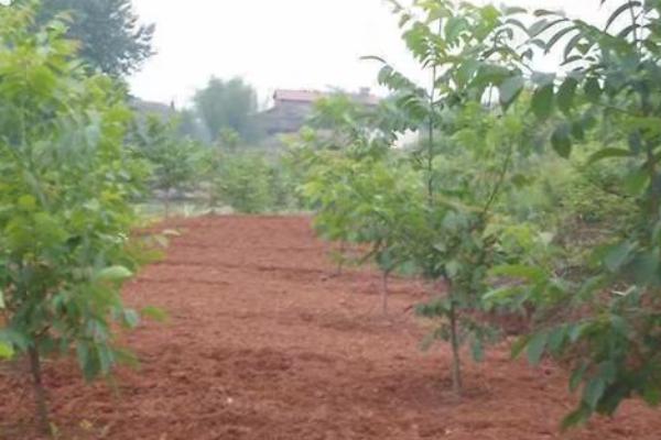 怎么利用山核桃进行人工造林,经过垦地后可定植二年生实生苗