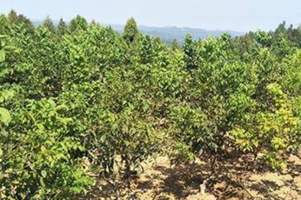 怎么利用山核桃进行人工造林,经过垦地后可定植二年生实生苗