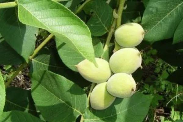 怎么利用山核桃进行人工造林,经过垦地后可定植二年生实生苗