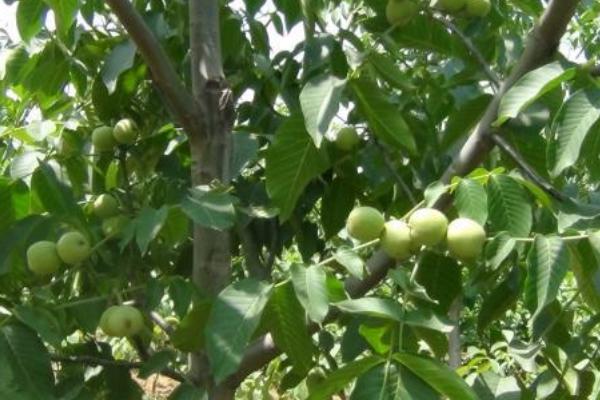 怎么利用山核桃进行人工造林,经过垦地后可定植二年生实生苗