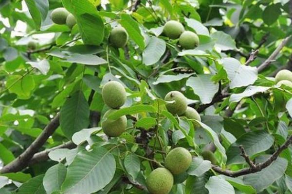 怎么利用山核桃进行人工造林,经过垦地后可定植二年生实生苗