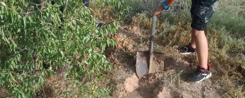 秋季怎么对枣树施基肥