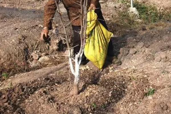 秋季怎么对枣树施基肥,可在树冠垂直投影外围开沟施入