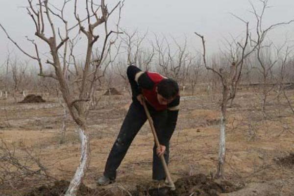 秋季怎么对枣树施基肥,可在树冠垂直投影外围开沟施入