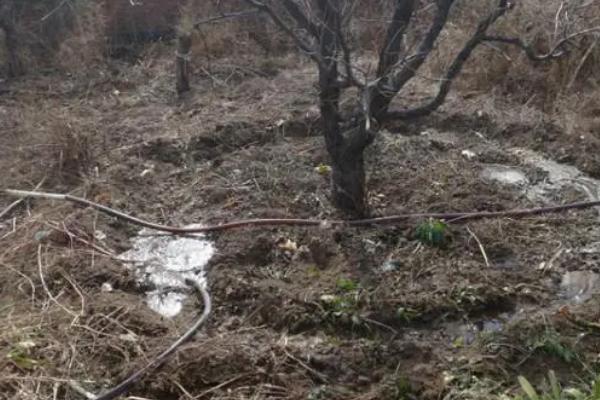 秋季怎么对枣树施基肥,可在树冠垂直投影外围开沟施入