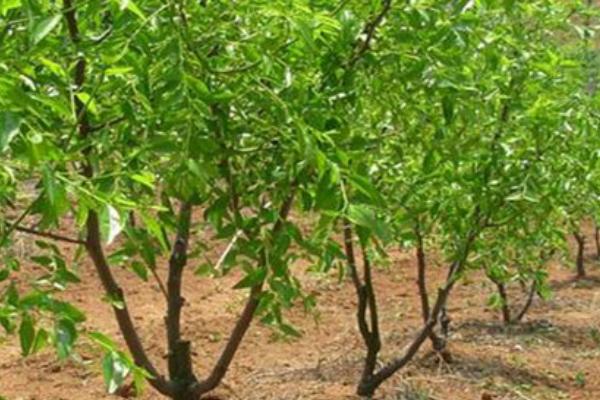 秋季怎么对枣树施基肥,可在树冠垂直投影外围开沟施入