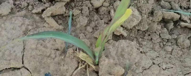 玉米苗变紫的原因