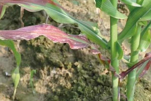 玉米苗变紫的原因,缺磷是最常见的因素