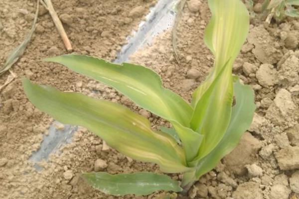 玉米苗变紫的原因,缺磷是最常见的因素