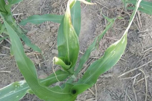 玉米苗变紫的原因,缺磷是最常见的因素