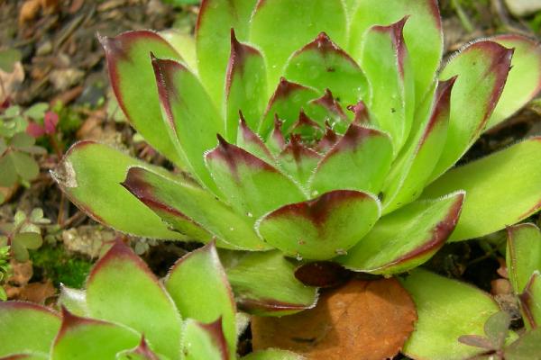 观音莲的作用,主要用作观赏