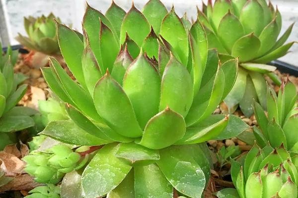 观音莲的作用,主要用作观赏