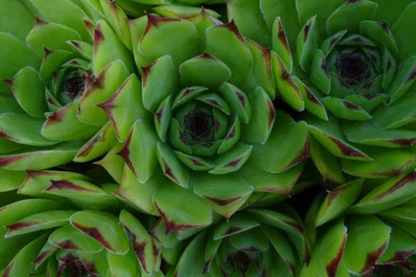 观音莲的作用,主要用作观赏