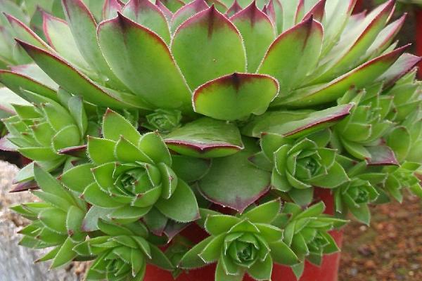 观音莲的作用,主要用作观赏