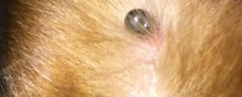 拔掉狗身上的蜱虫有什么后果