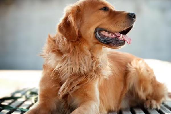 拔掉狗身上的蜱虫有什么后果,可能会引发严重的感染