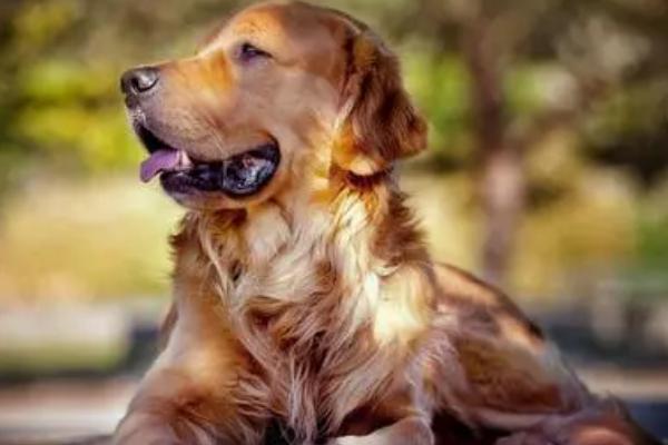 拔掉狗身上的蜱虫有什么后果,可能会引发严重的感染