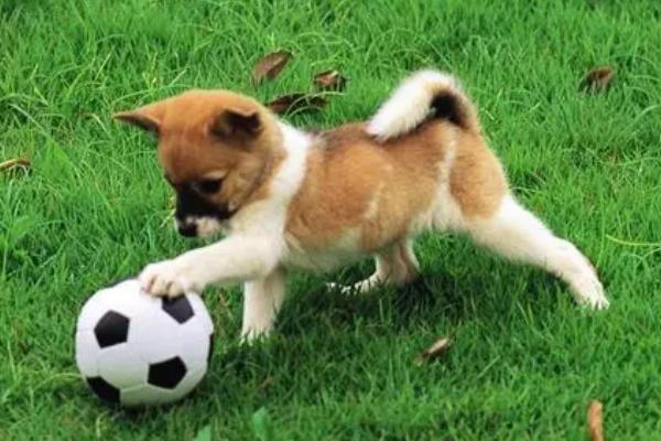 拔掉狗身上的蜱虫有什么后果,可能会引发严重的感染