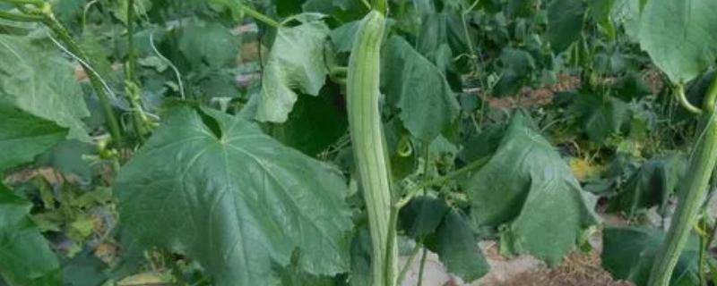 丝瓜盛瓜期的管理方法