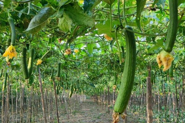 丝瓜盛瓜期的管理方法,多余的雄花序要趁早疏除