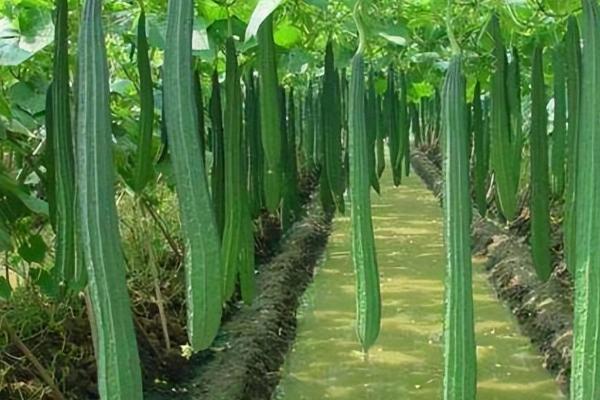 丝瓜盛瓜期的管理方法,多余的雄花序要趁早疏除