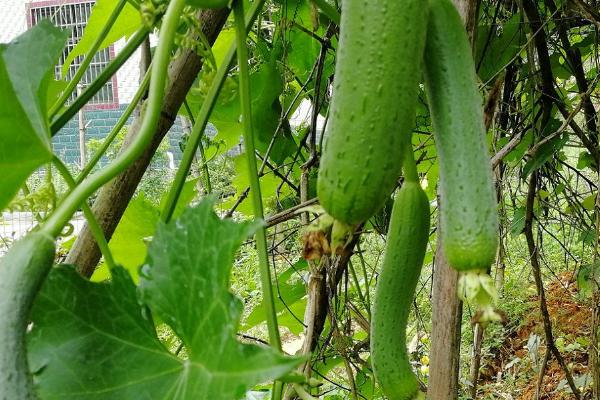 丝瓜盛瓜期的管理方法,多余的雄花序要趁早疏除