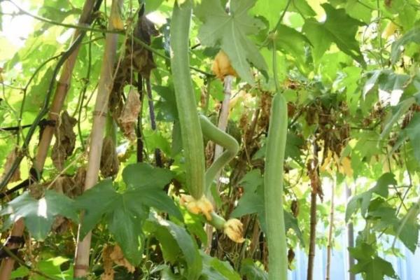 丝瓜盛瓜期的管理方法,多余的雄花序要趁早疏除