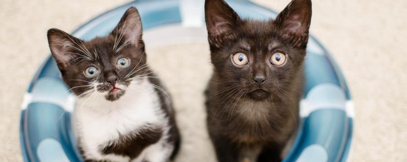 猫有哪些生长特点