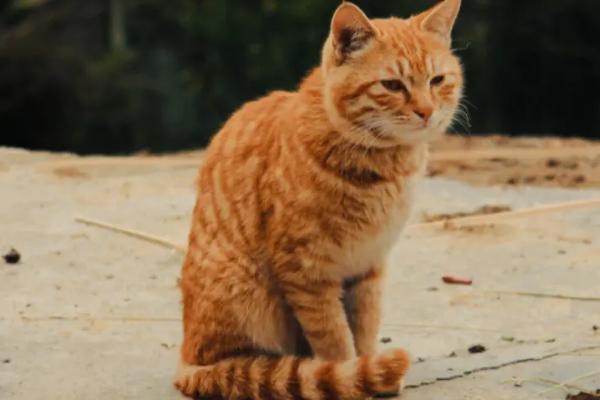 猫有哪些生长特点,季节交替时会换毛