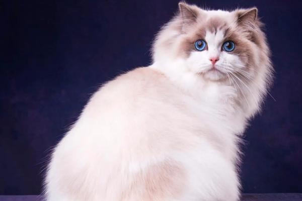 猫有哪些生长特点,季节交替时会换毛