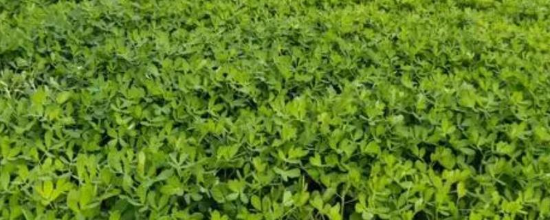 怎么防治黑花生发生的病虫害