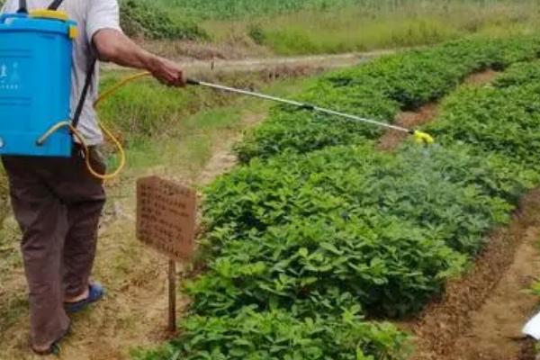 怎么防治黑花生发生的病虫害,防治立枯病可喷施井冈霉素