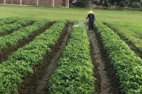 怎么防治黑花生发生的病虫害,防治立枯病可喷施井冈霉素