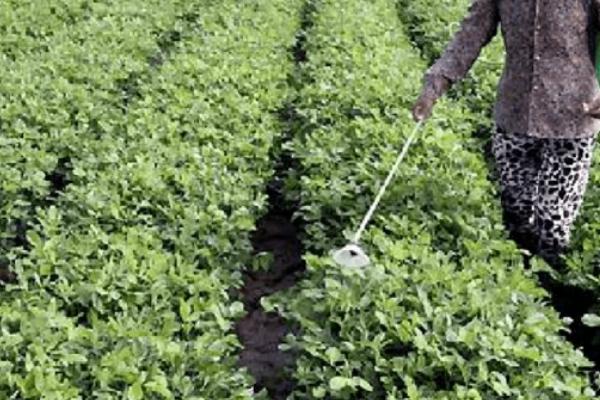 怎么防治黑花生发生的病虫害,防治立枯病可喷施井冈霉素