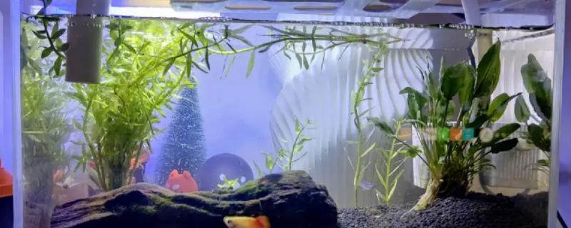 新开缸是否要添加硝化细菌