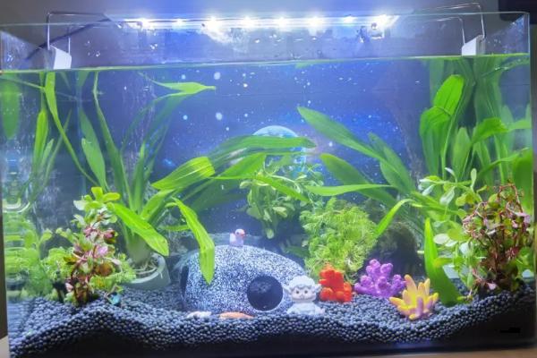 新开缸是否要添加硝化细菌,开缸注水后经过1周左右就要添加